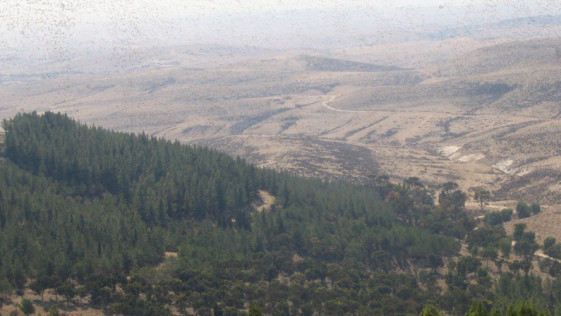 יער יתיר: כך משתמשים במדע כדי למחוק קהילות וידע