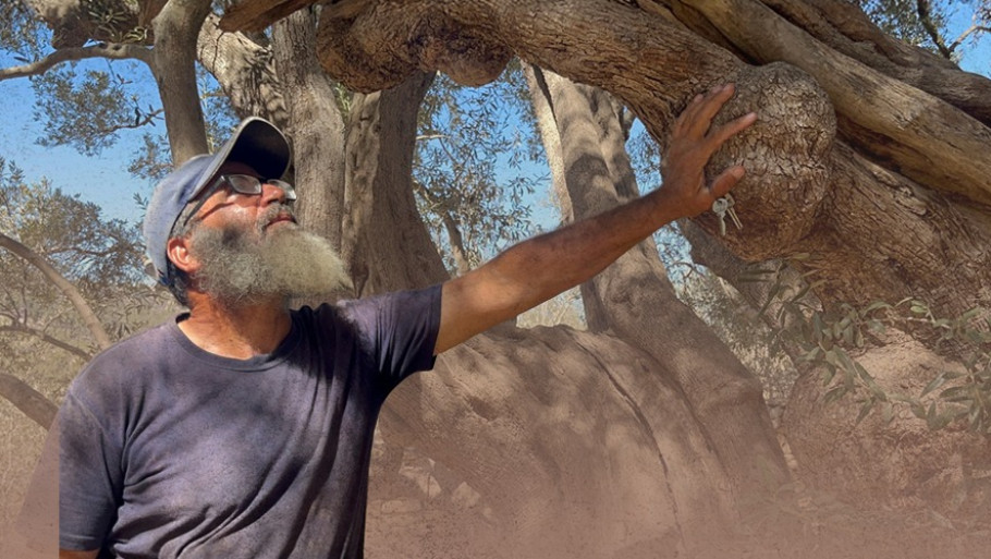 אפוטרופוס חמשת אלפים השנים: אבו עלי ועץ הזית שאינו מתיישן