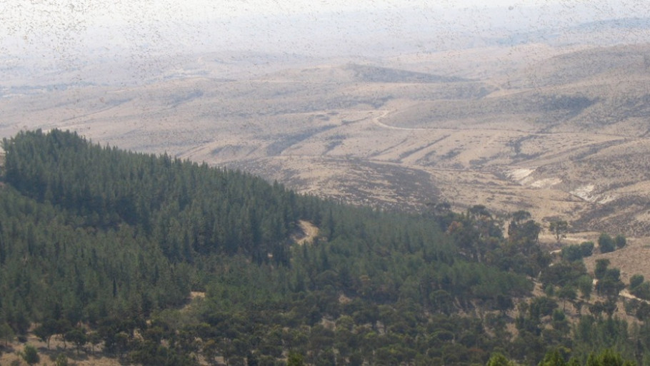 יער יתיר: כך משתמשים במדע כדי למחוק קהילות וידע